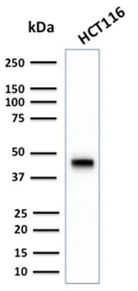 Anti-Cytokeratin 18 (KRT18) (KRT18/2808R) - image 6