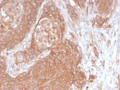 Anti-Spectrin beta III (SPTBN2) (SPTBN2/2894R) - image 4