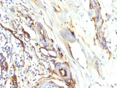 Anti-CD34 (Hematopoietic Stem Cell & Endothelial Marker) (HPCA1/2598R) - image 2