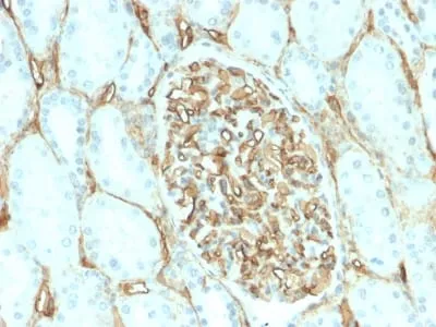Anti-CD34 (Hematopoietic Stem Cell & Endothelial Marker) (HPCA1/2598R) - image 3