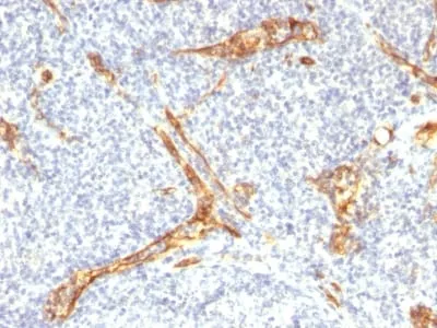 Anti-CD34 (Hematopoietic Stem Cell & Endothelial Marker) (HPCA1/2598R) - image 5