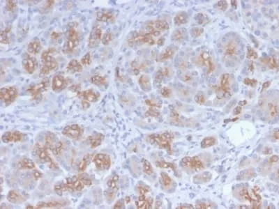 Anti-Golgi Complex (Marker for Human Cells) (GLG1/2829R) - image 2