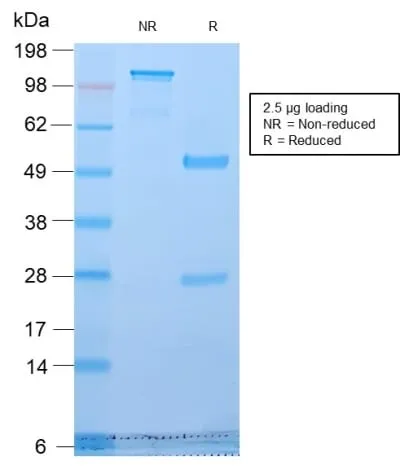 Anti-Golgi Complex (Marker for Human Cells) (GLG1/2829R) - image 4