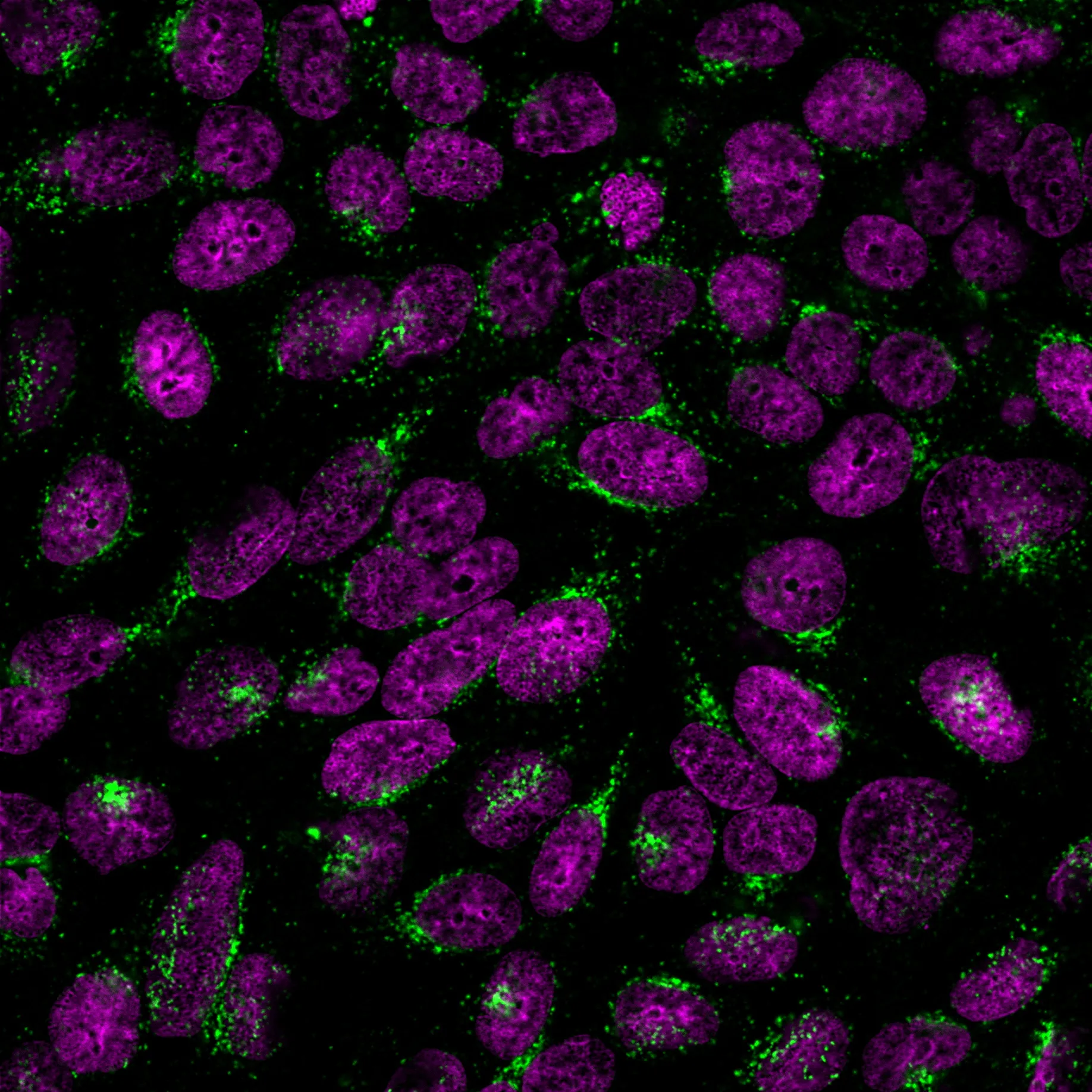 Anti-Golgi Complex (Marker for Human Cells) (GLG1/2829R) - image 1