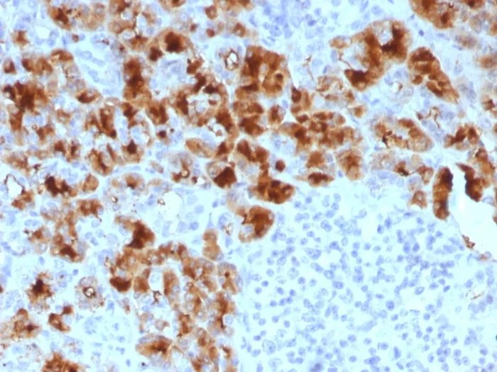 Anti-GP2 (Glycoprotein 2) / ZAP75 (GP2/1803) - image 1