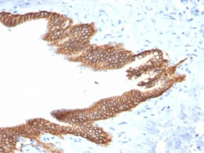 Anti-TACSTD2 / TROP2 (Epithelial Marker) (TACSTD2/2152) - image 2
