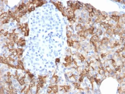 Anti-TACSTD2 / TROP2 (Epithelial Marker) (TACSTD2/2152) - image 3