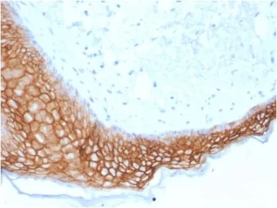 Anti-TACSTD2 / TROP2 (Epithelial Marker) (TACSTD2/2153) - image 2