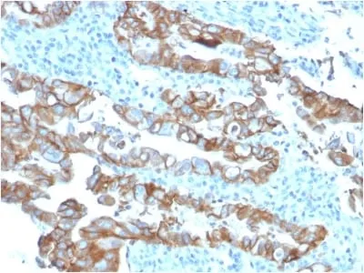 Anti-TACSTD2 / TROP2 (Epithelial Marker) (TACSTD2/2153) - image 1
