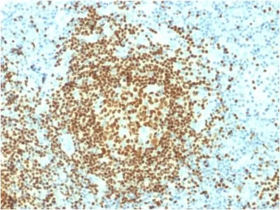 Anti-PAX5 / BSAP (Early B-Cell Marker) (PCRP-PAX5-1B7) - image 2