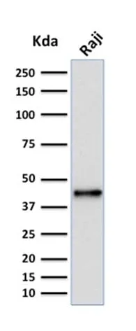 Anti-PAX5 / BSAP (Early B-Cell Marker) (PCRP-PAX5-1B7) - image 3
