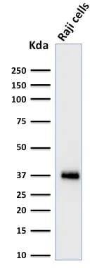 Anti-BOB.1 (B-Cell Marker) (BOB1/2424) - image 2