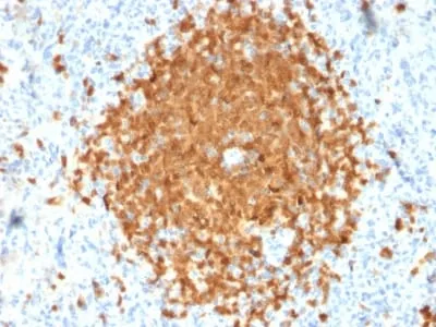 Anti-BOB.1 (B-Cell Marker) (BOB1/2424) - image 1