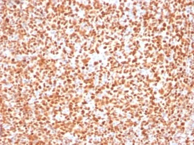 Anti-OCT-2 (POU2F2) (B-Cell Marker) (OCT2/2137) - image 2
