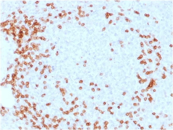 Anti-CD3e (T-Cell Marker) (C3e/1931) - image 1