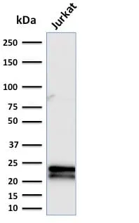 Anti-CD3e (T-Cell Marker) (C3e/2479) - image 3