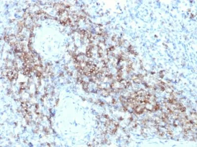 Anti-CD3e (T-Cell Marker) (C3e/2479) - image 1
