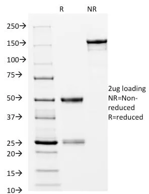 Anti-CD14 (Monocyte / Macrophage Marker) (LPSR/2397) - image 3