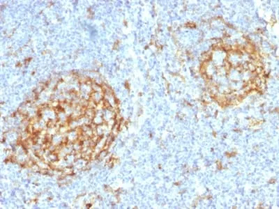 Anti-CD14 (Monocyte / Macrophage Marker) (LPSR/2397) - image 1