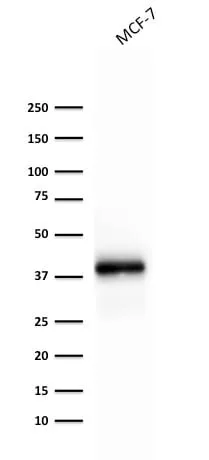 Anti-Ep-CAM / CD326 (Extracellular Domain) (Epithelial Marker) (rEGP40/1372) - image 4