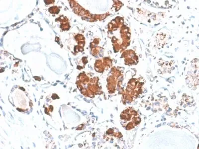 Anti-ACTH (Adrenocorticotrophic Hormone) (Pituitary Marker) (rCLIP/1407) - image 2
