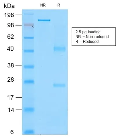 Anti-CD43 (T-Cell Marker) (rSPN/839) - image 3