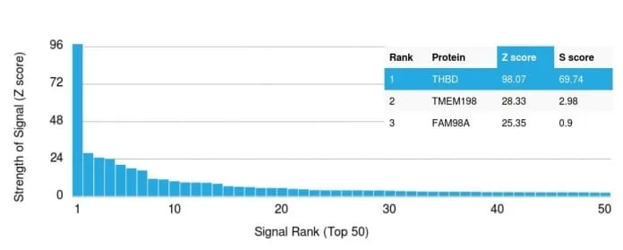 Anti-Thrombomodulin / CD141 (Endothelial Cell Marker) (rTHBD/1591) - image 4