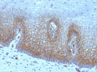 Anti-Thrombomodulin / CD141 (Endothelial Cell Marker) (rTHBD/1591) - image 1