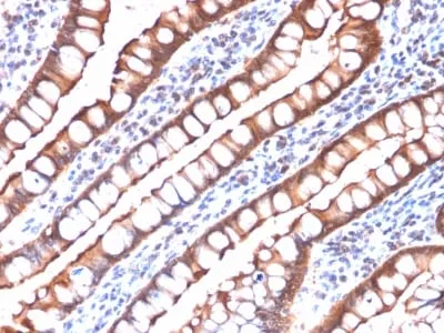 Anti-Villin (GI-Mucosal & Urogenital Brush Border Marker) (rVIL1/1325) - image 2