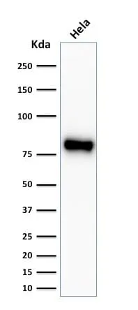 Anti-Catenin, beta (CTNNB1) (CTNNB1/2030R) - image 3