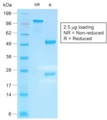 Anti-Human IgG4 (Ig Heavy Constant Gamma 4) (G4m Marker) (IGHG4/2042R) - image 2