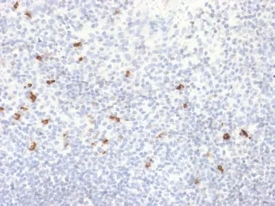 Anti-Human IgG4 (Ig Heavy Constant Gamma 4) (G4m Marker) (IGHG4/2042R) - image 1