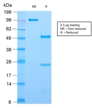 Anti-CD44 / HCAM Std. (HCAM/2875R) - image 2