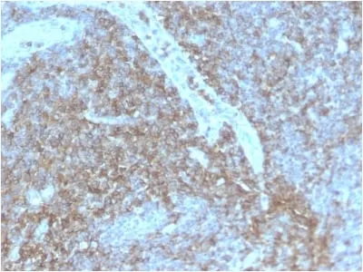Anti-CD44 / HCAM Std. (HCAM/2875R) - image 1