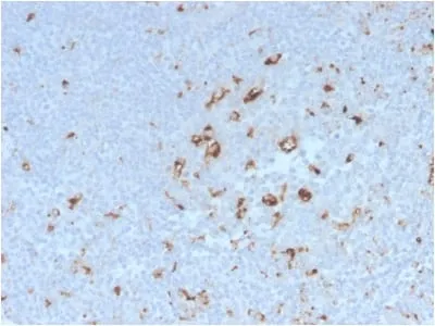 Anti-CD68 (Macrophage Marker) (C68/2908R) - image 1