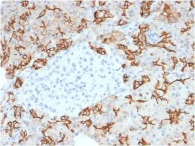 Anti-TACSTD2 / TROP2 (Epithelial Marker) (TACSTD2/2153) - image 3