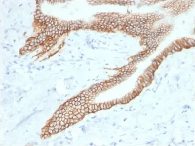 Anti-TACSTD2 / TROP2 (Epithelial Marker) (TACSTD2/2153) - image 4