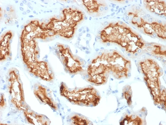 Anti-CD10 (Membrane Metalloendopeptidase) (MME/1870) - image 1