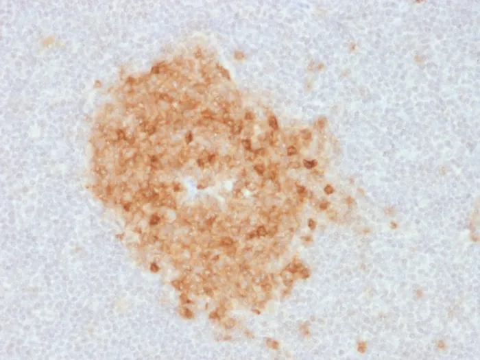 Anti-CD10 (Membrane Metalloendopeptidase) (MME/1893) - image 1