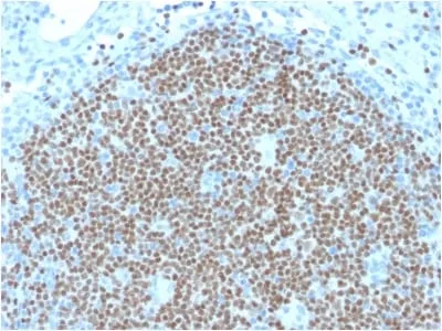 Anti-PAX5 / BSAP (Early B-Cell Marker) (PAX5/2595) - image 1