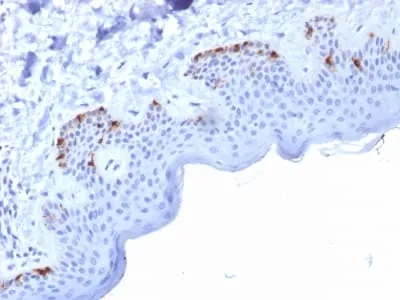 Anti-gp100 / Melanosome / PMEL17 / SILV (Melanoma Marker) (PMEL/2037) - image 2