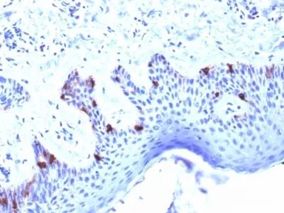 Anti-gp100 / Melanosome / PMEL17 / SILV (Melanoma Marker) (PMEL/2039) - image 2
