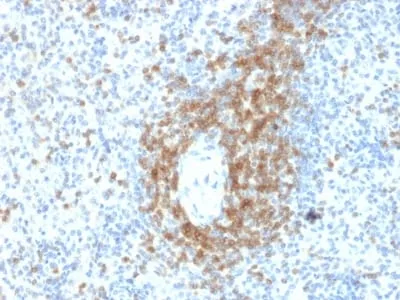 Anti-CD3e (T-Cell Marker) (C3e/2478) - image 1