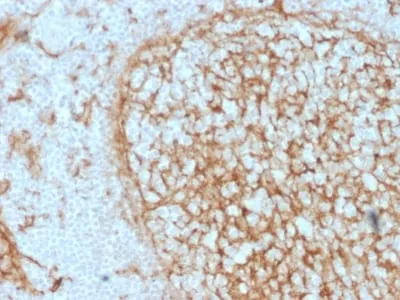 Anti-CD14 (Monocyte / Macrophage Marker) (LPSR/2397) - image 2
