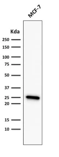 Anti-Bcl-2 (Apoptosis & Follicular Lymphoma Marker) (rBCL2/782), Biotin conjugate - image 3
