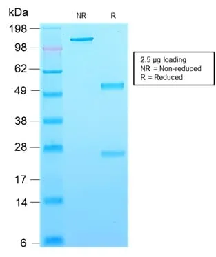 Anti-CD63 (Late Endosomes Marker) (rMX-49.129.5), Biotin conjugate - image 2