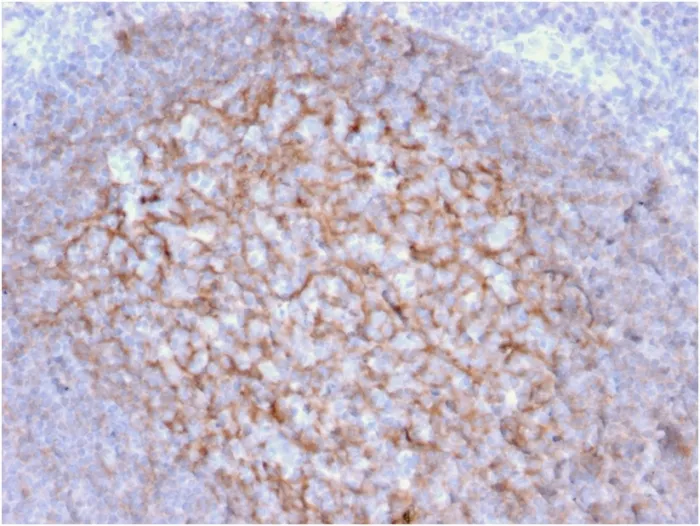 Anti-CD21 (Mature B-Cell & Follicular Dendritic Cell Marker) (CR2/1953), Biotin conjugate - image 1