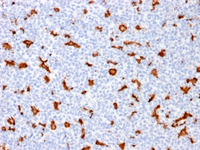 Anti-AIF1 / Iba1 (Microglia Marker) (AIF1/1909), Biotin conjugate - image 1