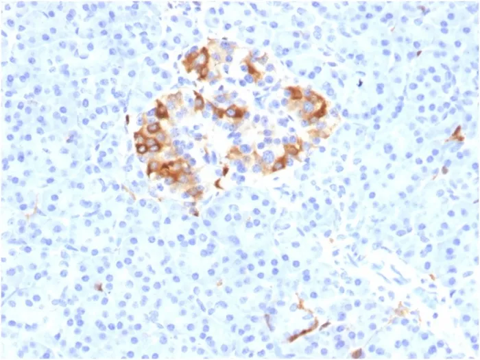 Anti-Ferritin, Light Chain (FTL) (Microglia Marker) (FTL/1387), Biotin conjugate - image 1
