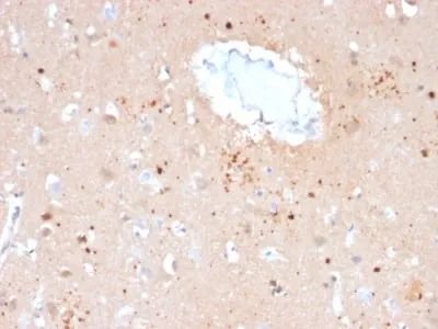 Anti-Ubiquitin (Autophagy Marker) (UBB/2122), Biotin conjugate - image 2